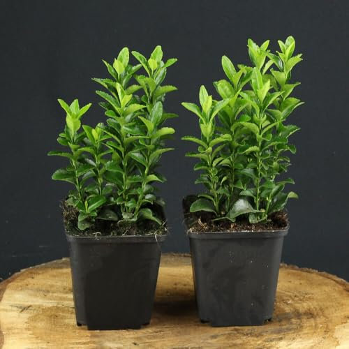 12 Stück Euonymus japonicus Green Spire von INTRAGARTEN | immergrüner und winterharter Kriechspindel Heckenpflanze | Buchsbaumersatz im Topf