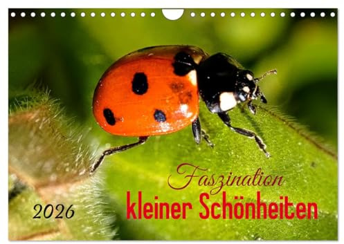 Faszination kleiner Schönheiten (Wandkalender 2026 DIN A4 quer), CALVENDO Monatskalender: Traumhafte Makro-Aufnahmen bunter Insekten und Blumen (CALVENDO Tiere)