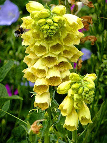 Fingerhut Gelb 50 Samen, Digitalis Samen