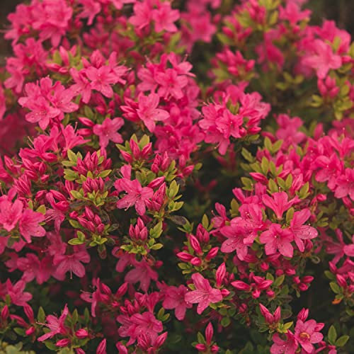 Rhododendron Plant Geisha Pink Azalea Group Evergreen Hardy Shrub Pink Blooms Low Maintenance Easy to Grow Your Own Outdoor Garden Flower Potted Plant by Suttons (1 x 3 Litre Pot)