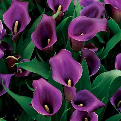 Perfekte Schnittblumen,Zierblumen,Lebende Pflanzen,Winterharte Zwiebeln,Calla Pflanze Zwiebeln,Calla-Zwiebeln,Hochzeitsblumen,Seltene Pflanzen,Natürlich-10 Zwiebeln-B