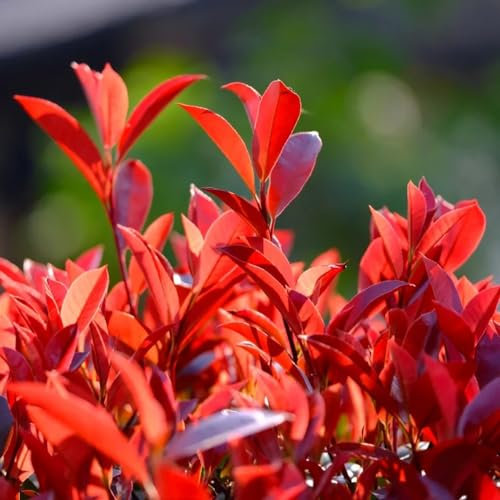 1000 pcs photinia red robin winterharte pflanzen für garten glanzmispel red robin samen(heckenpflanzen) bäume garten winterhart bäumchen für garten immergrüne sträucher winterhart
