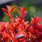 1000 pcs photinia red robin winterharte pflanzen für garten glanzmispel red robin samen(heckenpflanzen) bäume garten winterhart bäumchen für garten immergrüne sträucher winterhart
