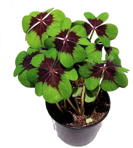 Trébol de 4 Hojas Natural Oxalis Deppei Hierba de la Suerte