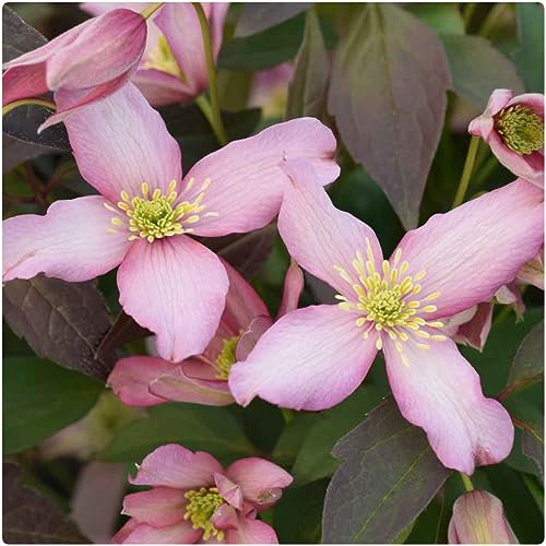 Clematis Montana 'Warwickshire Rose' X 3 Large Plug Plants for Potting on by Growtanical