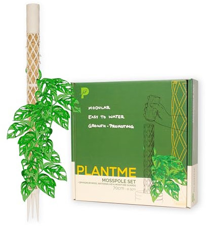 PlantMe Set di bastoncini di muschio Midi, per piante rampicanti, per piante rampicanti, edera, muschio, supporto per piante, piante da appartamento, filodendro (bianco, 70 cm)
