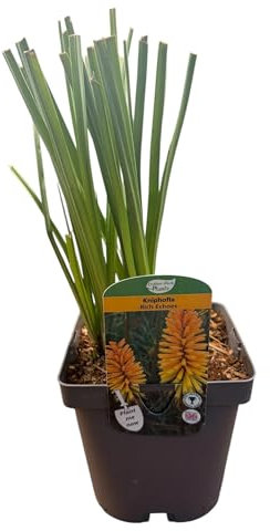Kniphofia Rich Echoes Red Hot Poker Plant, 2L Pot, Red and Yellow Flowers, 100cm Height KNIPHOFIA/141099/160540/GB