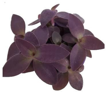 Tradescantia Purpusii Natural Planta de Interior o de Exterior