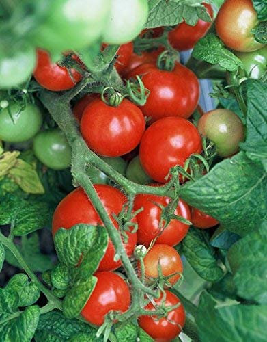 30 semi di Totem - Pomodori fruttato:Seeds Only