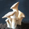 200 Stück Kräuterseitlinge pilze züchten samen kings trumpet mushroom fungi pilz - Seltene Pflanzen serie - bio aussaat wintergemüse gärtner balkon pflanze pflanzensamen zimmerpflanzen