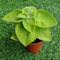 50 semillas de plantas cubanas