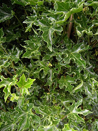 Lierre des Bois Ivalace C1, 5L