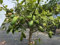 Limone Caviale Citrus australasica pianta di Finger Lime papuana albero di agrumi in vaso ø18 cm Vivaio di Castelletto