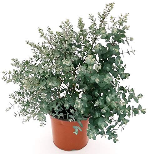 POWERS TO FLOWERS - EUCALYPTUS, EUCALIPTO XXL vaso 23, pianta vera