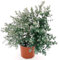POWERS TO FLOWERS - EUCALYPTUS, EUCALIPTO XXL vaso 23, pianta vera