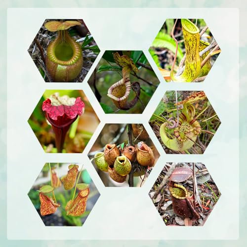 150 pz semi di piante carnivore semi di piante d'appartamento piante in vaso (Nepenthes mirabilis) piante da giardino da esterno Piante vere piante da balcone resistenti regali per