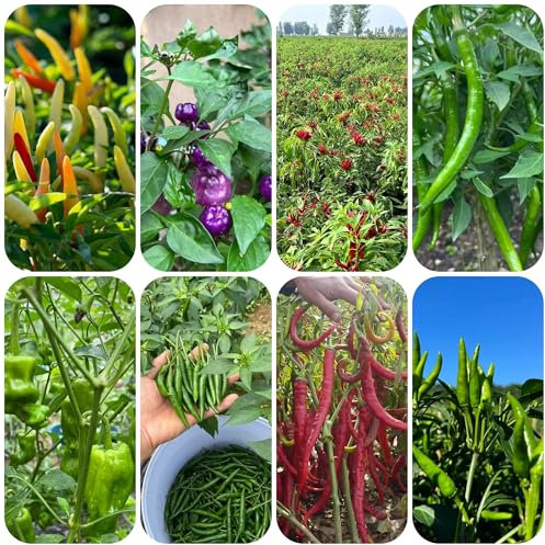 chili pflanzen samen zimmerpflanzen samen, chilisamen balkon gemüse chilipflanzen balkonpflanzen winterhart, kräutersamen pflanzendeko hochbeet balkon gemüsebeet balkon garten chilli 55pcs