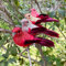 lwingflyer Adorno de Clip de pájaros con Purpurina roja para decoración de árboles de Navidad, Manualidades de Boda, Sala de Estar, decoración del hogar (12)