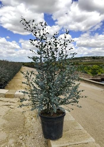 Eucalyptus Gunni Winterharter, 50-70 cm, Outdoor-Pflanze, Violette Blüten, Pflegeleicht, Sonniger Standort