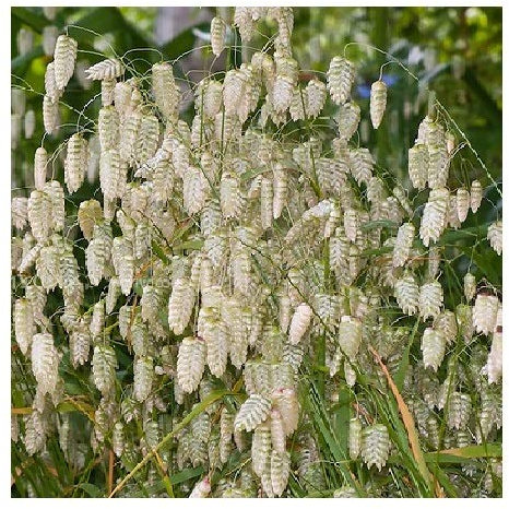 Briza Media/Common Quaking Grass/Hardy Perennial/Seeds