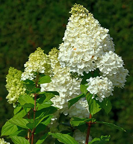 Rispenhortensie Hercules 60-80cm - Hydrangea paniculata - lebende Gartenpflanze aus den Baumschulen