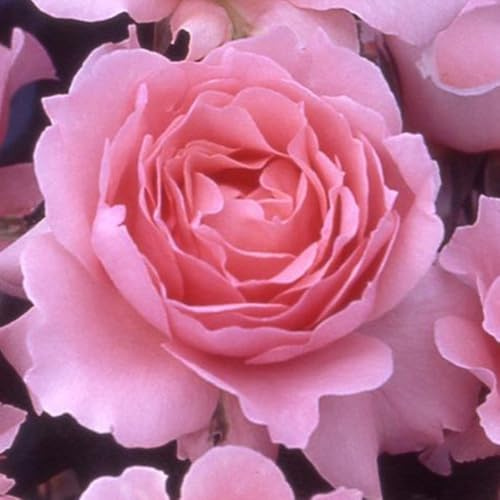 YouGarden Rose 'Ask Maureen', Set of Two Bare Root Roses, Ready to Plant, For Bed, Border, and Pots Displays