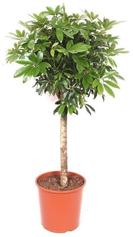 Schefflera – 150cm große Zimmerpflanze – Luftreinigende Strahlenaralie – Pflegeleichte Grünpflanze für Wohnzimmer Büro Wintergarten – Robuste Indoor Dekopflanze