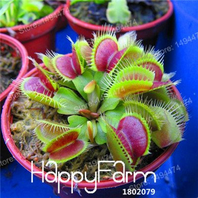 Jaune: 100 pcs de graines de mouche Dionaea Muscipula, un pince géant, des semences de plantes de mouche de Vénus, des graines de plantes carnivores, de Dionaea