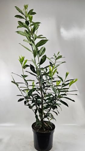 15 Kirschlorbeer normalwachsende Sorte Frosthart 170-200 cm im Topf Heckenpflanzen Prunus Heckenpflanze im großen Topf XXL 2 Pflanzen pro Meter als Hecke ✓