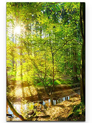 Paul Sinus Art Leinwandbilder | Bilder Leinwand 90x60cm Wald im Sonnenschein