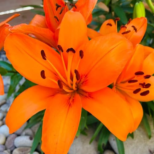 Lilien, zwiebelblumen stauden winterhart mehrjährig winterharte für balkon 4Zwiebeln