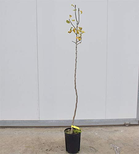 Albero Pero Coscia 3 anni