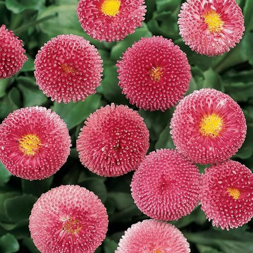 Perfect Plants Winter Bellis Plants Rose - Outdoor Garden Ready Bedding Plants - 6 Plants Each Delivered in a 10.5cm Plant Pot - Pom Pom Flowers