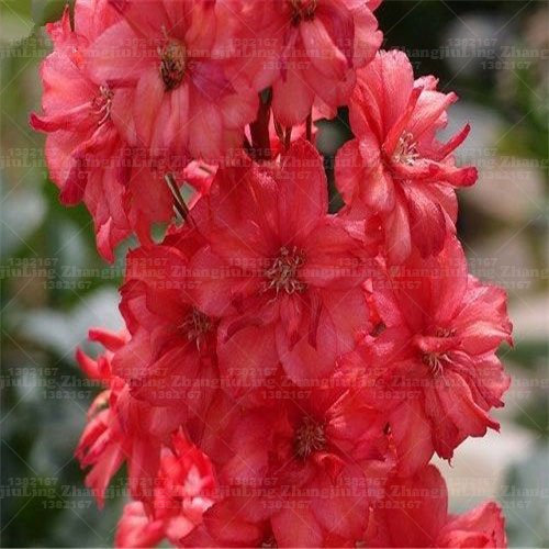 Ponak New Fresh 100pcs rosa Rittersporn Blumensamen