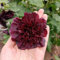 40 pcs blumensamen stockrosen samen - deko pflanze stockrose blumensamen mehrjährig winterhart, winterharte stauden bodendecker samen winterhart, kübelpflanzen winterhart mehrjährig