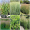 200 pcs rutenhirse samen - ziergräser winterhart (Panicum virgatum) indoor garden, geschenke für gartenfreunde pflanzensamen seed winterharte pflanzen für balkon, garten pflanzen bodendecker