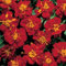 50 graines de calendula - Français Safari Rouge