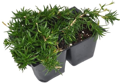 Phlox Subulata Emerald Blue, Creeping Phlox, Moss Phlox/Pinks, Ground Cover, Evergreen Matting Perennial with Coveted Blue-Purple Flowers, Container Size: 4X 2.63x1.72x2.75