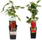 Duo Frutos del Bosque Rojos: Plantas de Frambueas y Grosella Naturales