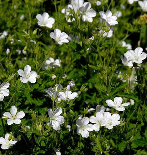 Storchenschnabel Sanne - Geranium cultorum - lebende Gartenpflanze aus den Baumschulen