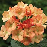 I semi di albicocca Verbena Ground Cover (Verbena Ibridi Nana Compacta) 50 + semi (200 +):Seeds Only