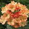 I semi di albicocca Verbena Ground Cover (Verbena Ibridi Nana Compacta) 50 + semi (200 +):Seeds Only