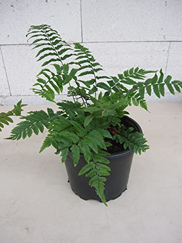 Elefantenrüssel-Farn - Dryopteris atrata - 30-40cm