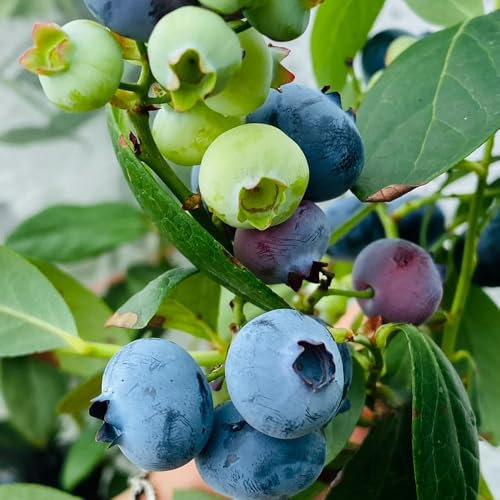 50 pz semi di mirtillo, semi di alberi da frutto, piante da giardino semi di mirtillo, mirtillo, semi piante da frutto balcone Acquista regali per gli amanti del giardino Piante in