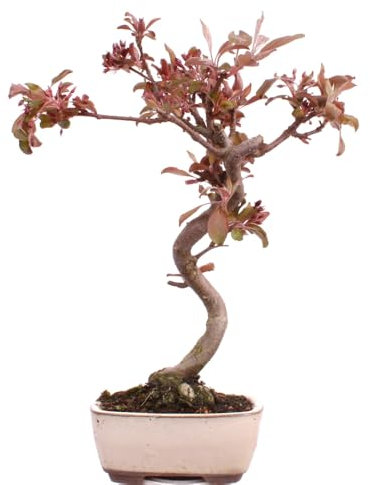 Bonsai - Malus domestica Red, Zierapfel 225/13