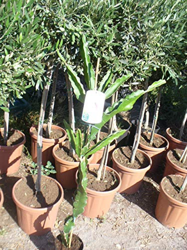 Fruit du dragon Hylocereus monacanthus plante environ 120-140cm, cactus Pitaya Pitahaya