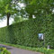 Gardline - Rotbuche 80-100 cm IM TOPF. 3-200 Fagus sylvatica Heckenpflanzen. Buchenhecke - 25 St. (ca. 4,5 Meter)