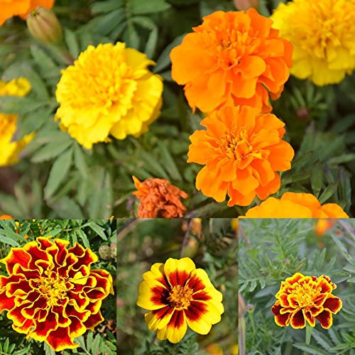 Haloppe 100 Pz Tagetes Patula Fiori Piante Semi Per La Piantagione Del Giardino Domestico, Tagetes Patula Semi Calendula Francese Fiori Misti Giardino Balcone Decor