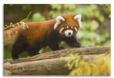 GLJXFP Ailurus Red-Panda-Poster, niedliches Aniaml-Poster, dekoratives Gemälde, Leinwand, Wandposter und Kunstdruck, moderne Familienschlafzimmer-Dekoration, Poster, 50 x 75 cm