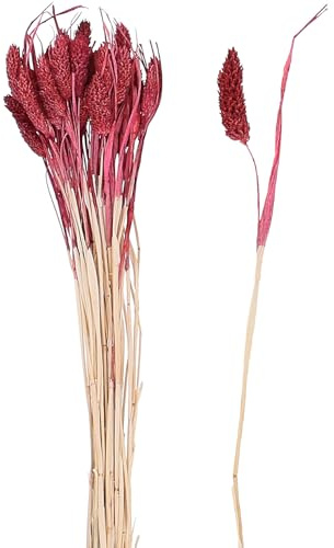 VOSTEEN 1x Phalaris-Trockenblumenstrauß ca. 65 cm dunkelrot - Dekoration Hochzeit hochwertig verarbeitet & natürliche Optik - Deko Landhausstil